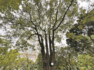 百歲古樟 枝繁葉茂