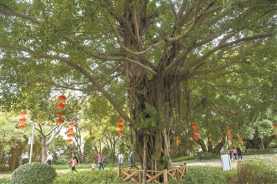 古榕樹見證流花湖從無到有