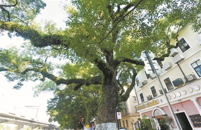 百年古樟為游客遮陽