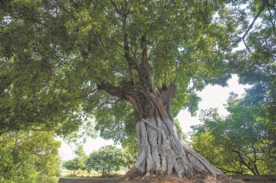 古榕見證古村世代繁榮