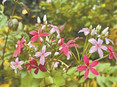 五月羊城街頭上 使君子花始盛開