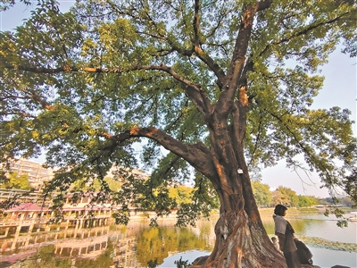 東山湖畔 黃葛樹生