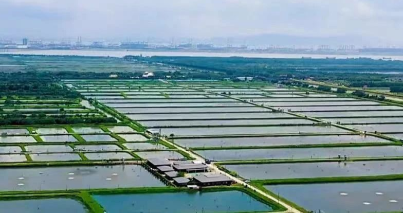 南沙獲頒“中國黃油蟹之鄉”