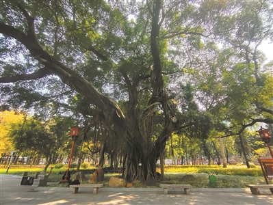 “樹上樹”成小鳥天堂