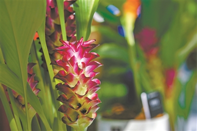 40多種4萬余株姜荷花綻放 廣州白云首屆姜荷花文化節(jié)開幕