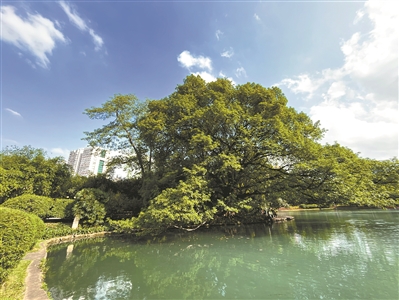 古樹蒼勁 水影相伴