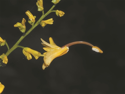 蝎尾蕉、舞花姜、大莪術——夏日植物園最佳打卡點！