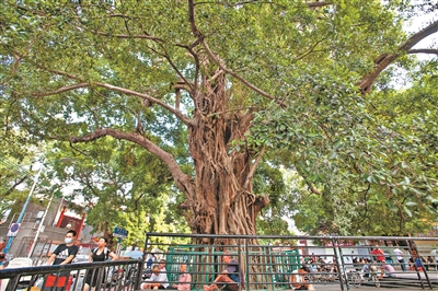 虬曲蒼勁 歲月留痕