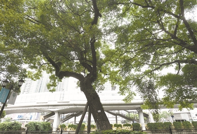 古樹修復 綠意蔥蘢