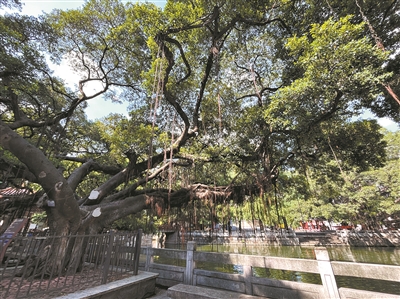 如士兵般堅毅，守護(hù)古村落