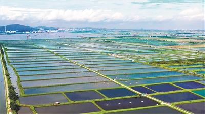 南沙鮮鯇成“網紅魚”年產值2億元 背后是科技創新助力鯇魚產業華麗轉身