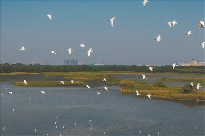 “鳥中大熊貓”連續10年來穗越冬