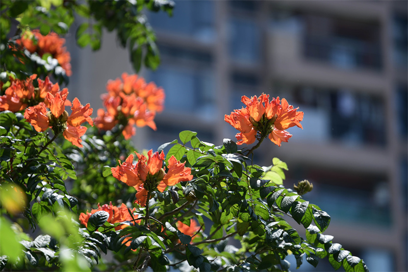 千年花城 每月一花 | 熱情似火的5月火焰木