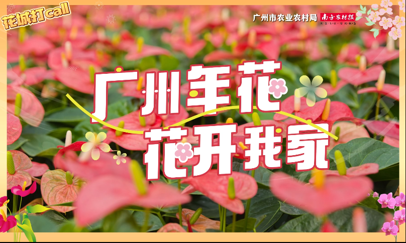 “廣州年花 花開我家”——花城打call視頻