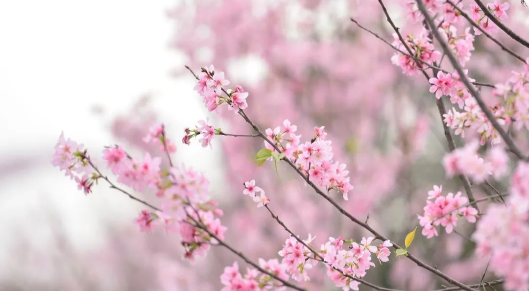 廣州多條保姆級賞花路線→春天一起“走花路”！