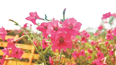 春來花爛漫 開出滿城芳