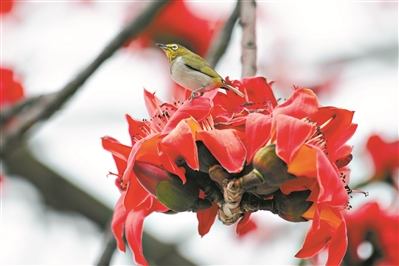 廣州市市花木棉三月處處盛放