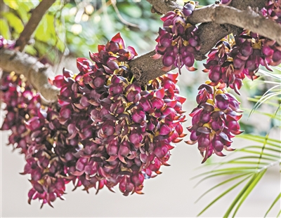 白云山上一藤62歲的紫色禾雀花進入盛花期