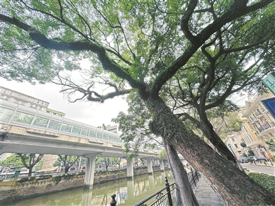 236歲古樹笑迎四方客