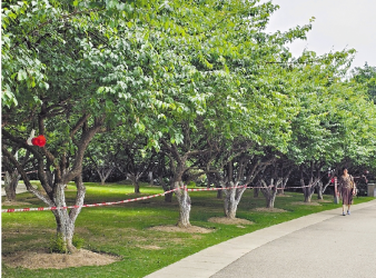 4月來蘿崗共享“梅”好時光