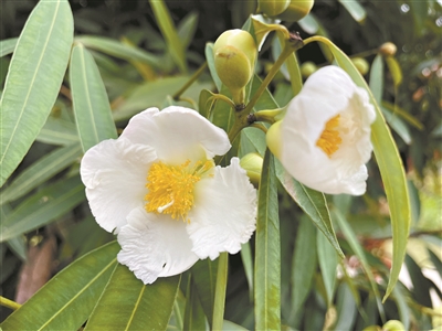 能沉水的鐵力木 觀葉賞花正當時