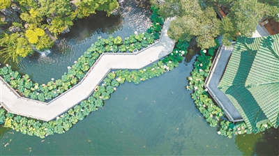 在這，賞荷風蓮韻