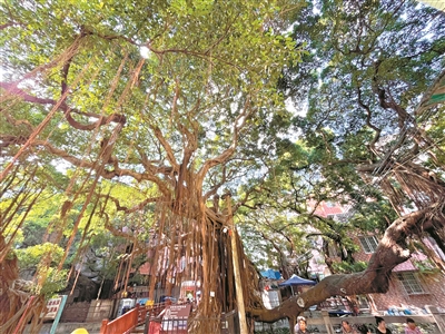 古榕村民 世代廝守