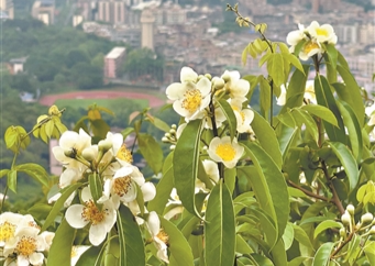 “南方森林衛士”木荷盛開