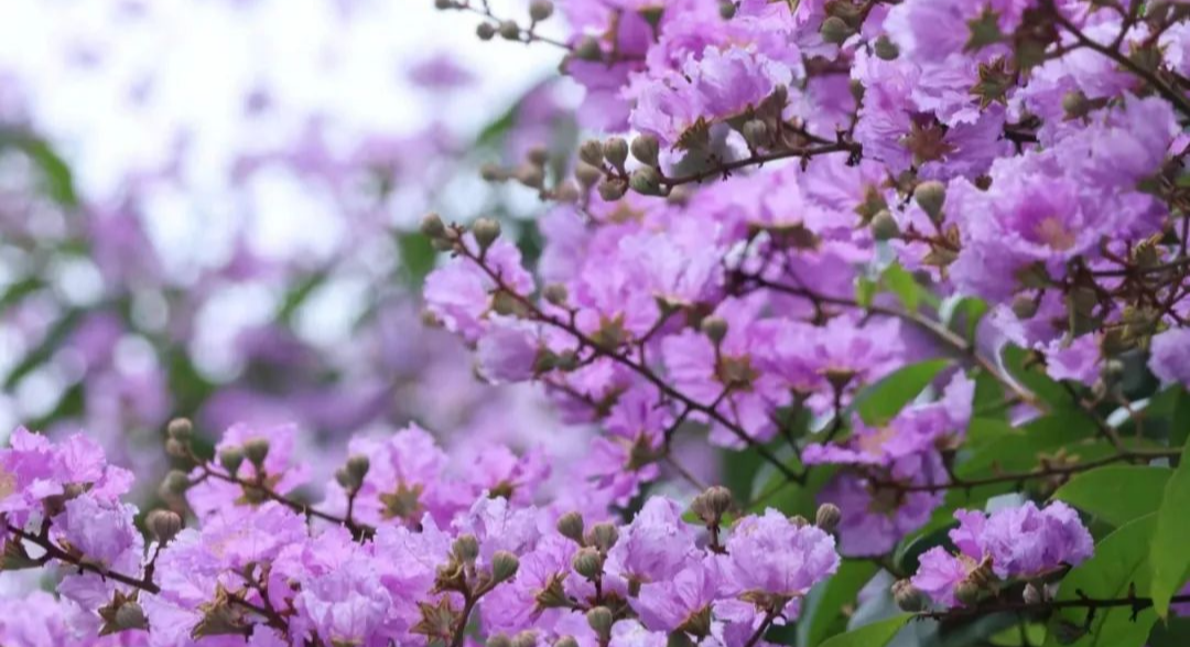 庭前紫薇初作花，容華婉婉明朗霞