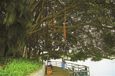 湖心島邊 古榕蔥蔥