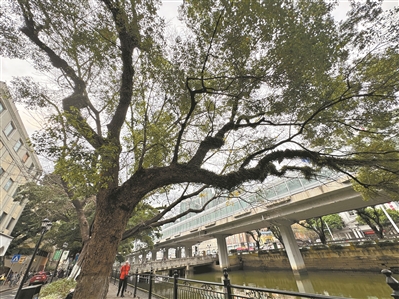 古樹頑強 夾縫求生