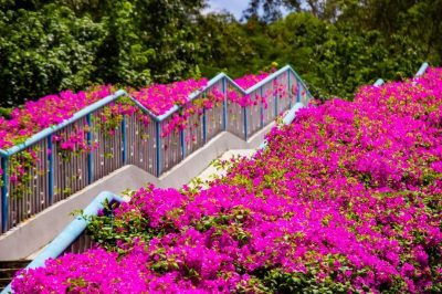 黃埔“紫紅瀑布”火了！最佳打卡點就在這里