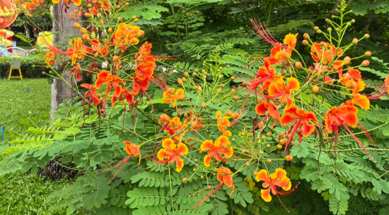 迎來秋分！來廣州這里邂逅今年第一抹秋色→