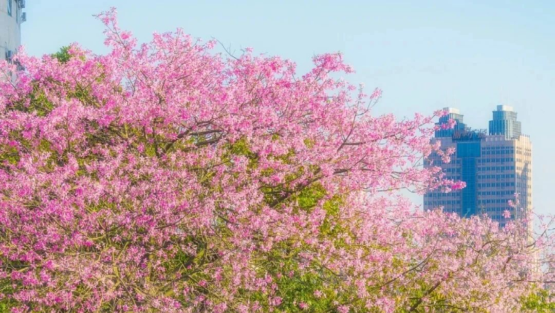 異木棉花開！秋日游廣州，收錄限定粉色浪漫！