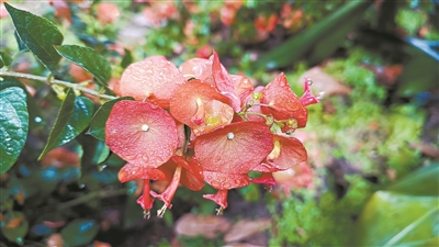 “暖冬”花卉歲末綻放 燃起“冬天里的一把火”