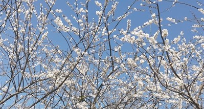 流溪河國家森林公園第二十三屆流溪梅花節開幕