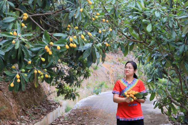 畬族村黨支部書記雷映霞采摘枇杷。 畬族村黨支部書記雷映霞采摘枇杷。