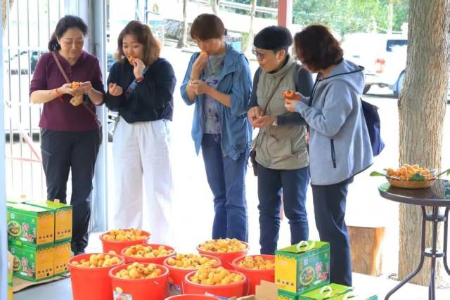 游客品嘗購買枇杷 游客品嘗購買枇杷