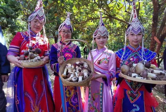 畬族村紅松茸采摘活動 畬族村紅松茸采摘活動