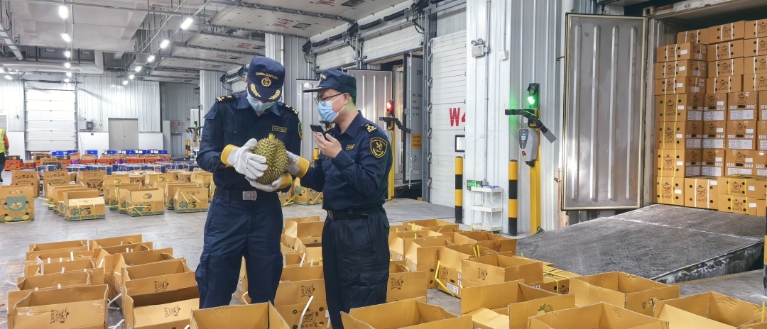 大灣區開啟“榴蓮季”