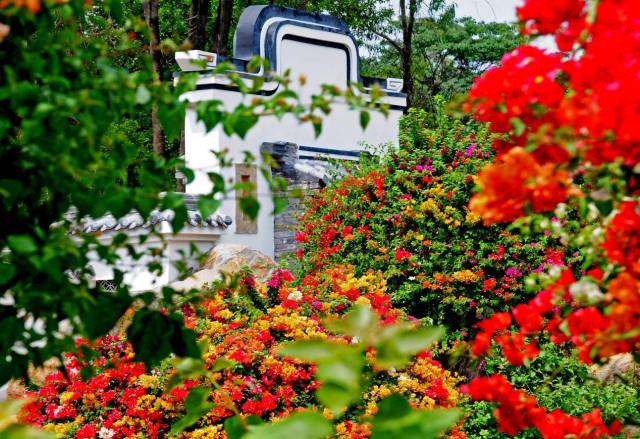 花都馬嶺村：智種三角梅，一花開五色