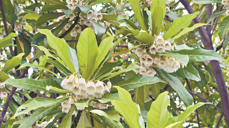 杜英進入最佳觀賞期 風鈴搖落“白玉雪”