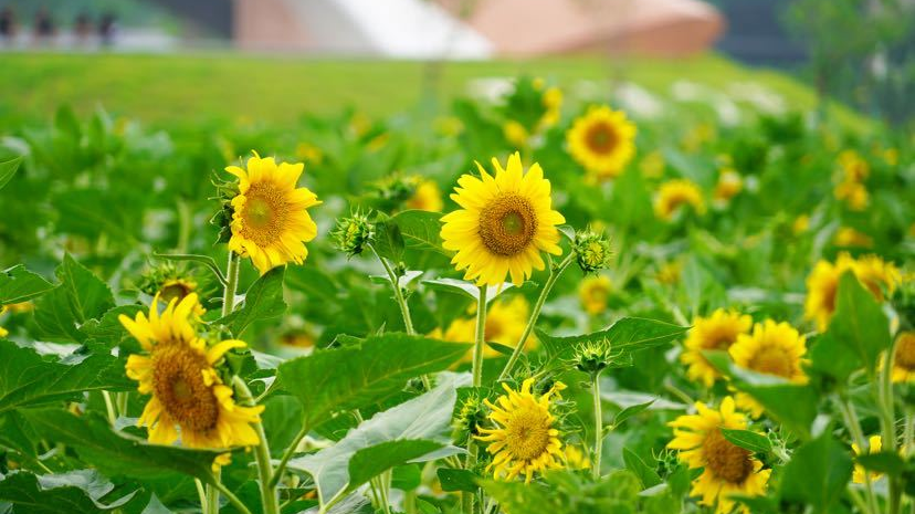 百畝向日葵花海化身流動油畫