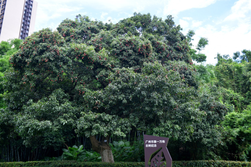 古荔真給“荔”！廣州最古老荔枝樹和第一萬株古樹均碩果滿枝