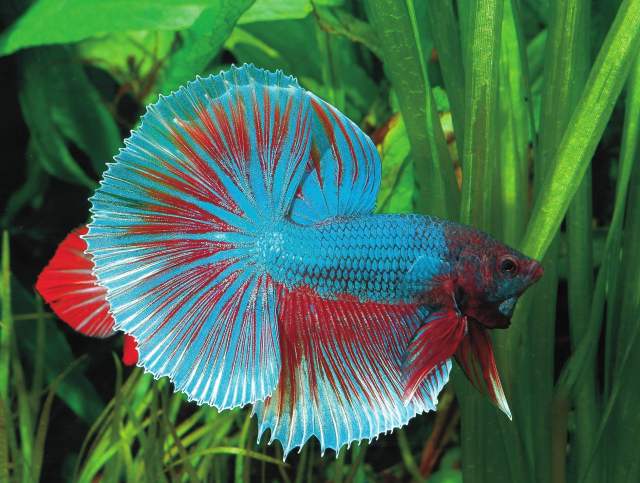 南沙觀賞魚“破冰”北美背后，國(guó)家級(jí)農(nóng)業(yè)對(duì)外開放合作試驗(yàn)區(qū)開啟全球化再闖關(guān)