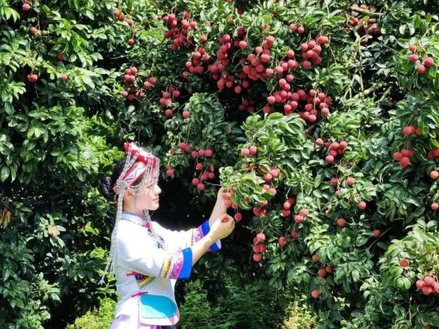 2025年正果鎮畬族村迎來荔枝豐收 2025年正果鎮畬族村迎來荔枝豐收