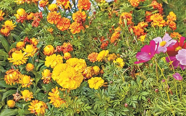 文化公園羊城菊會11月15日開幕 菊花造景“動起來”