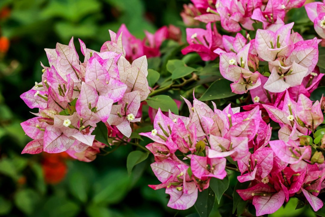 以花為媒，共繪綠韻灣區！名園名花展上演自然與城市的對話