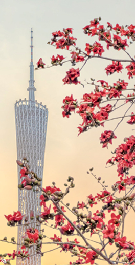 花城看花全域地圖